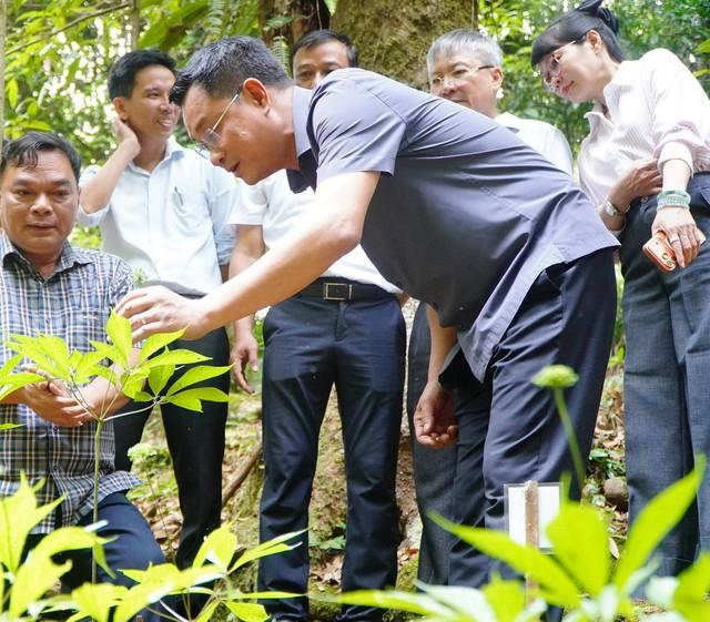 THACO bắt tay Đà Nẵng phát triển vùng sâm Ngọc Linh 8.000 ha- Ảnh 1.