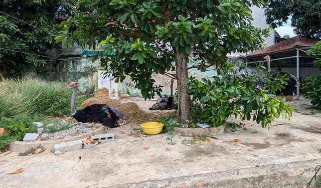 Người dân bất ngờ thấy chim đà điểu gục chết tại Tây Ninh - Ảnh 3.