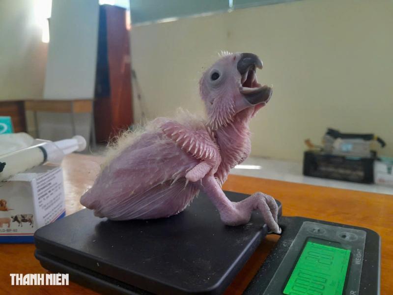 Con vẹt biết ghen, voọc trong Sách đỏ nhõng nhẽo như em bé Thảo Cầm Viên - Ảnh 7.