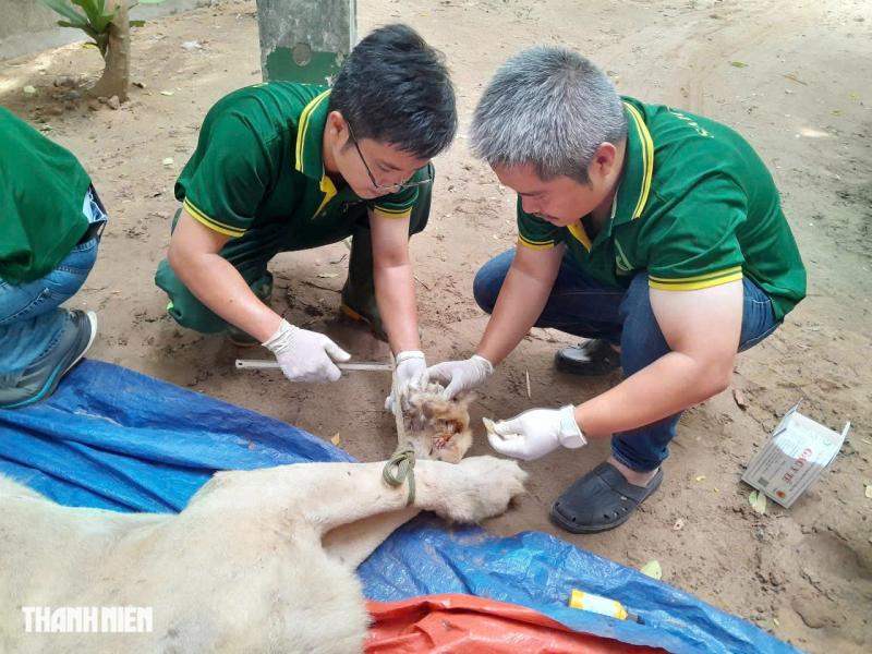 Con sư tử nằm xuống sau mũi phi tiêu và chuyện chưa kể ở Thảo Cầm Viên - Ảnh 5.