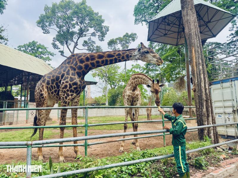 Ít ai biết: Một buổi sáng ở Thảo Cầm Viên bắt đầu từ… 3 tấn thức ăn - Ảnh 13.