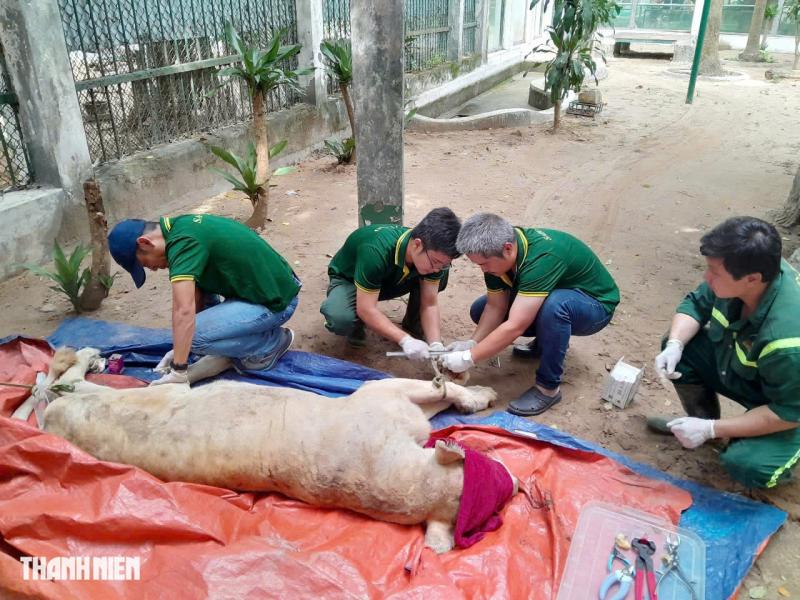 Con sư tử nằm xuống sau mũi phi tiêu và chuyện chưa kể ở Thảo Cầm Viên - Ảnh 1.