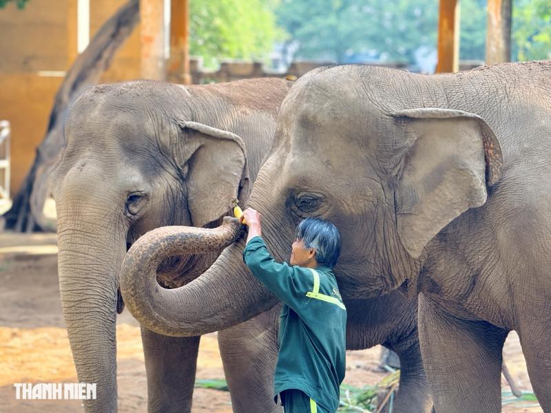Bí ẩn sau chuồng voi và người đàn ông gắn bó 40 năm ở Thảo Cầm Viên - Ảnh 9.