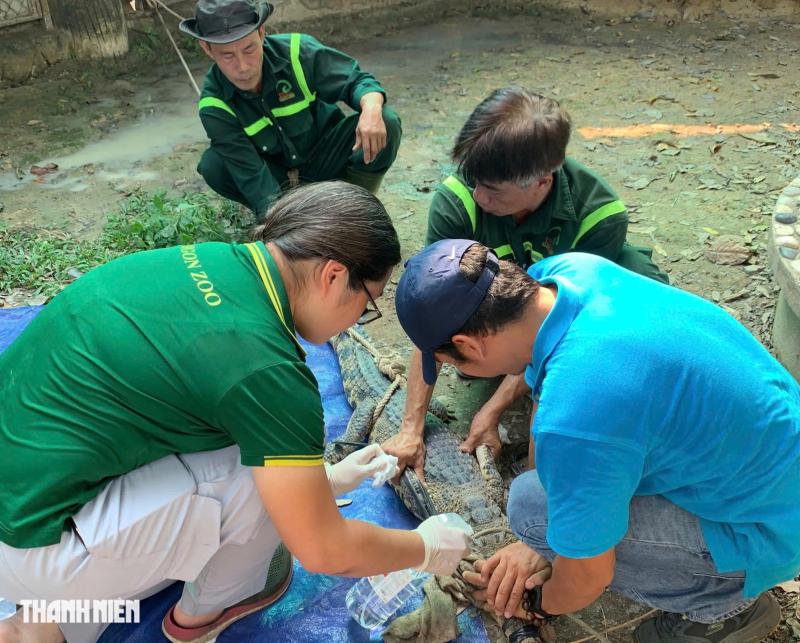 Con sư tử nằm xuống sau mũi phi tiêu và chuyện chưa kể ở Thảo Cầm Viên - Ảnh 11.
