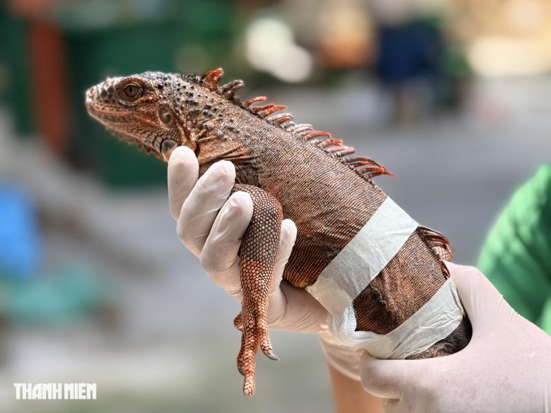Con sư tử nằm xuống sau mũi phi tiêu và chuyện chưa kể ở Thảo Cầm Viên - Ảnh 8.