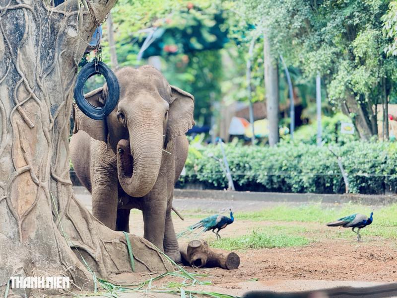 Bí ẩn sau chuồng voi và người đàn ông gắn bó 40 năm ở Thảo Cầm Viên - Ảnh 3.