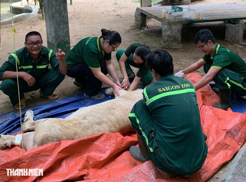 Con sư tử nằm xuống sau mũi phi tiêu và chuyện chưa kể ở Thảo Cầm Viên - Ảnh 2.