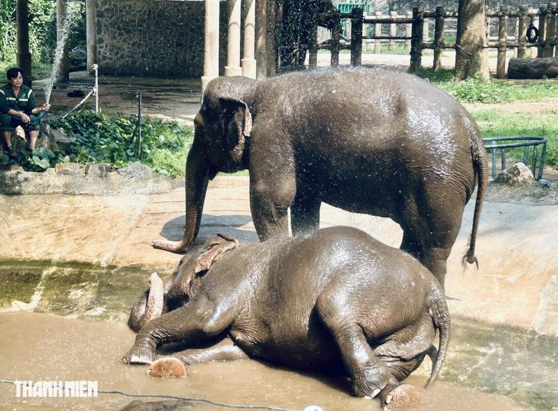 Bí ẩn sau chuồng voi và người đàn ông gắn bó 40 năm ở Thảo Cầm Viên - Ảnh 8.