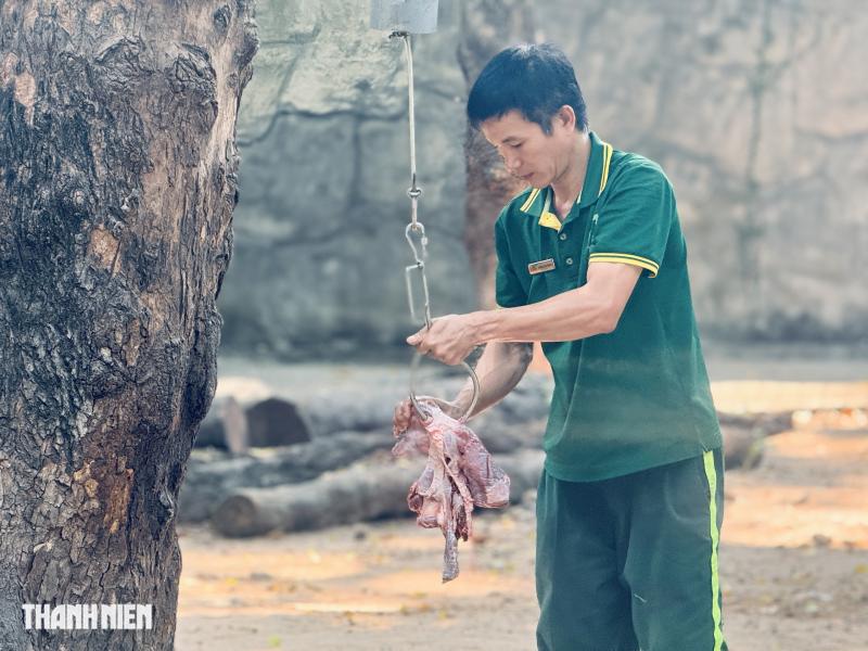 Phía sau chuồng hổ Thảo Cầm Viên: Người chăm nhìn cả… phân để hiểu thú - Ảnh 2.
