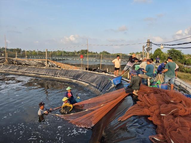 Nuôi tôm công nghiệp và quảng canh ở Cà Mau: Nhiều thành công cũng lắm rủi ro- Ảnh 2.