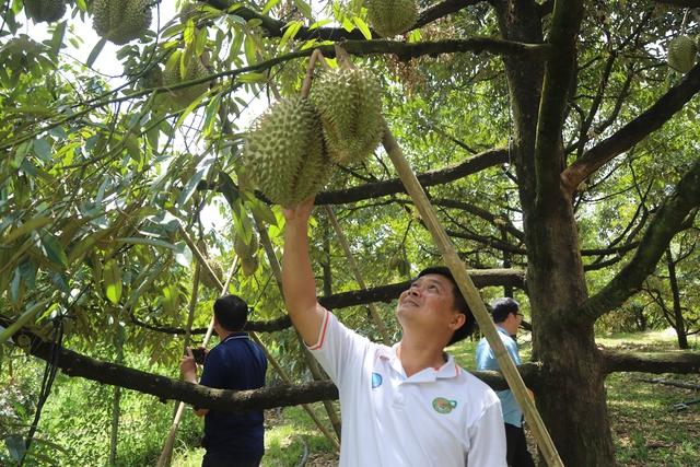Lâm Đồng thiếu phòng kiểm nghiệm, xuất khẩu sầu riêng đối mặt nguy cơ ách tắc - Ảnh 2.