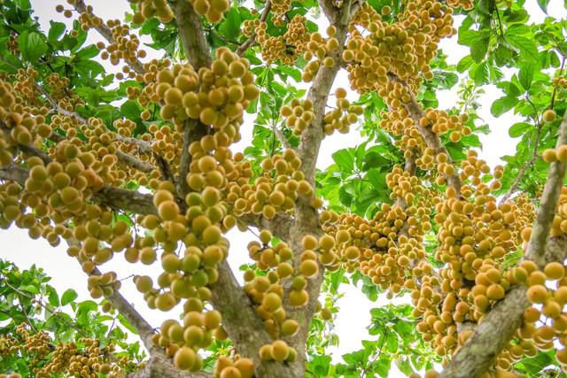 Rực rỡ mùa dâu núi Cấm- Ảnh 2.