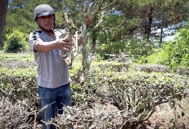 Thu không đủ trả tiền công, làm sao giữ vùng chè Biển Hồ? - Ảnh 3.