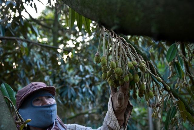 Tô phấn cho sầu riêng - Ảnh 5.