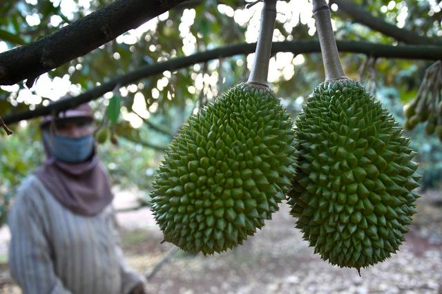 Tô phấn cho sầu riêng - Ảnh 8.