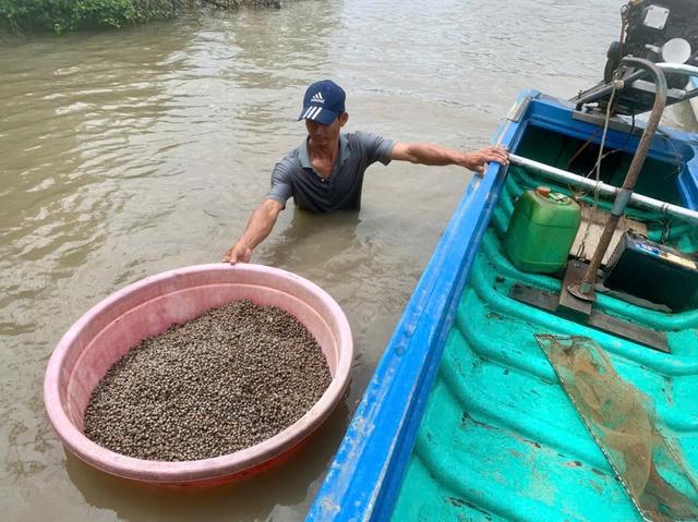 Làm giàu từ nuôi sò huyết dưới tán rừng ở An Giang- Ảnh 4.