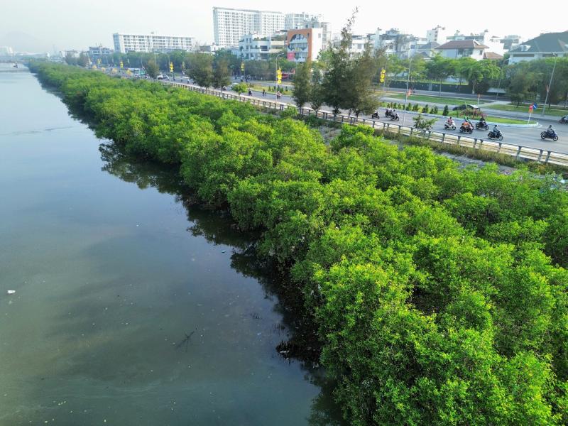 Khánh Hòa quyết chặt bỏ hàng cây khiến dự án kè sông 590 tỉ chưa nghiệm thu - Ảnh 2.