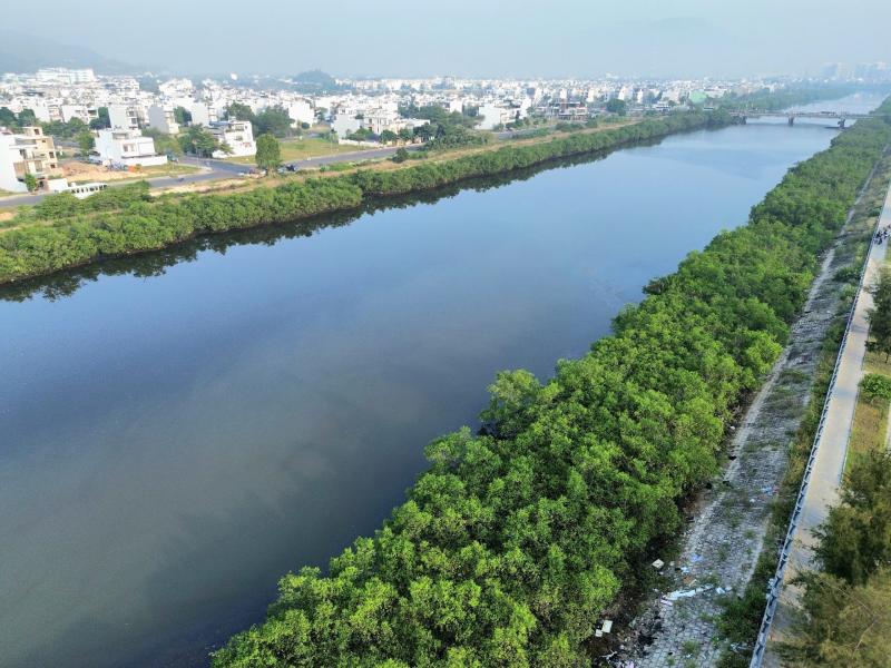 Khánh Hòa quyết chặt bỏ hàng cây khiến dự án kè sông 590 tỉ chưa nghiệm thu - Ảnh 3.