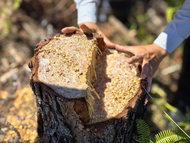 Rừng thông 3 lá ở Lạc Dương bị cưa hạ, nằm la liệt gây xót xa- Ảnh 5.