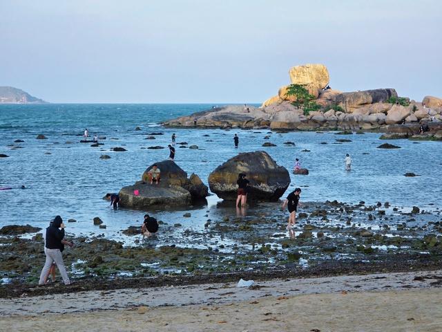 Nha Trang khoanh vùng bảo vệ rạn san hô Hòn Chồng - Đặng Tất- Ảnh 3.