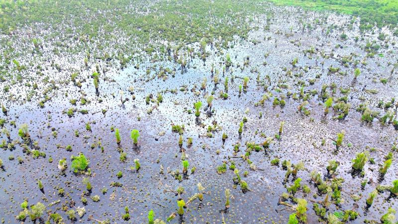 Gần 860 ha rừng tại U Minh Hạ suy thoái, suy kiệt chưa rõ nguyên nhân- Ảnh 1.