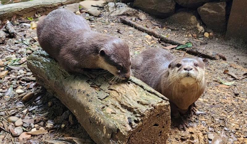 Chuyện về Mila và Chan, rái cá với tiếng kêu dễ thương, khiến nhiều người phải lòng  - Ảnh 1.