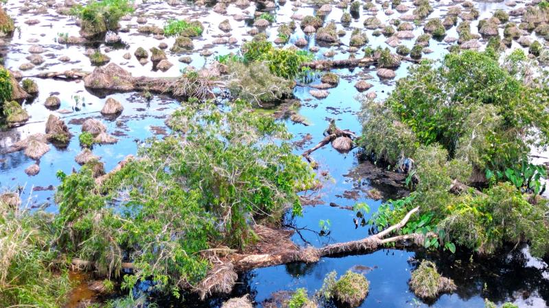 Gần 860 ha rừng tại U Minh Hạ suy thoái, suy kiệt chưa rõ nguyên nhân- Ảnh 6.