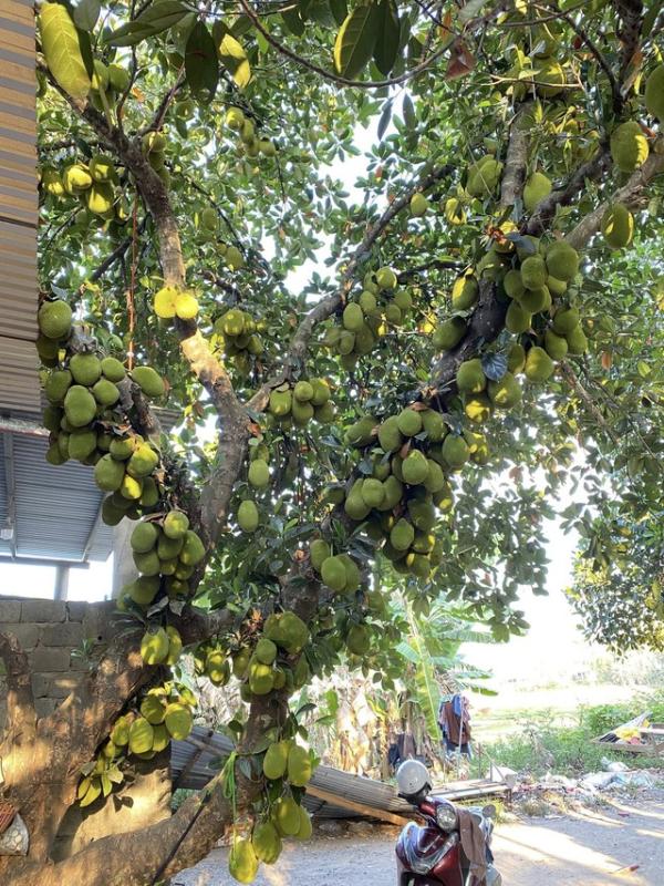 Cây mít chi chít hơn 300 trái, nhiều khách đến mua làm quà vì ngon - Ảnh 2.
