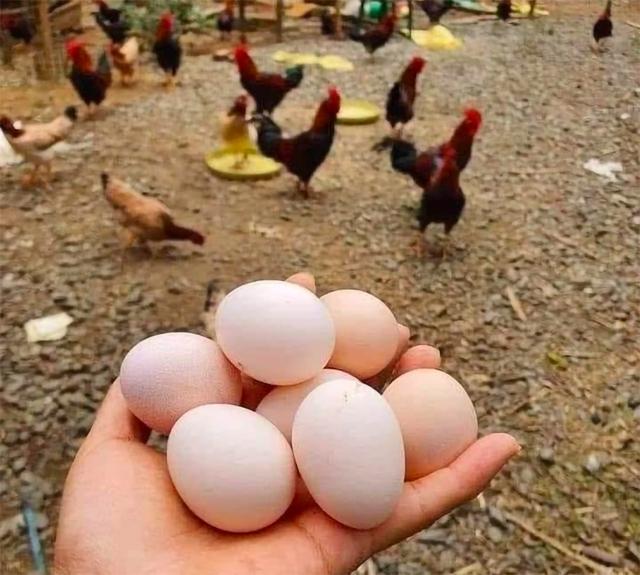 Giá trứng xuống đáy, người chăn nuôi điêu đứng- Ảnh 1. Giá trứng xuống đáy, người chăn nuôi điêu đứng- Ảnh 1.
