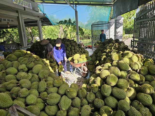 Xuất khẩu nông sản 'lãi ròng' lớn- Ảnh 1.