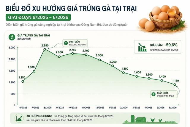 Giá trứng xuống đáy, người chăn nuôi điêu đứng- Ảnh 3. Giá trứng xuống đáy, người chăn nuôi điêu đứng- Ảnh 3.