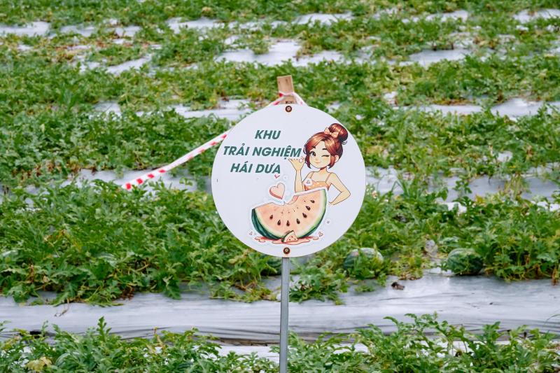 Đi cà phê được hái dưa hấu tại ruộng, trải nghiệm khiến ai cũng thích thú - Ảnh 2.