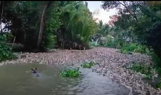 Chú chó không ngại bơi dưới nước lạnh, cùng chủ chăn đàn vịt 6000 con - Ảnh 1.
