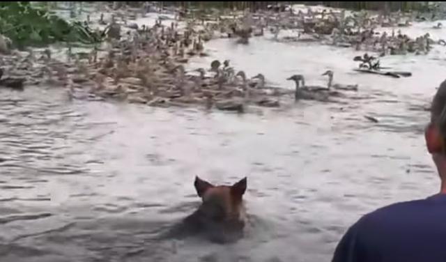 Chú chó không ngại bơi dưới nước lạnh, cùng chủ chăn đàn vịt 6000 con - Ảnh 2.