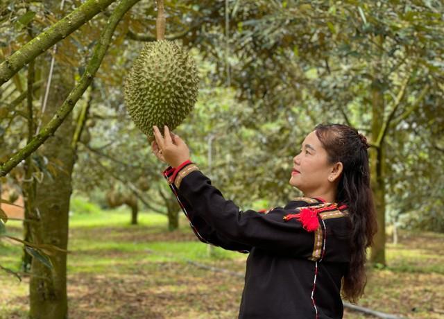 Lễ hội sầu riêng Đắk Lắk 2026: Kỷ lục 101 món ăn, show diễn ánh sáng cực đỉnh- Ảnh 1.