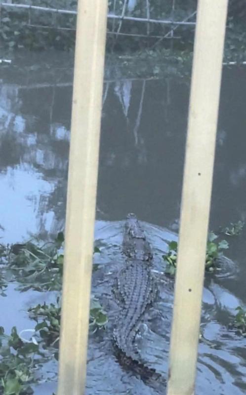 An Giang: Xuất hiện cá sấu nặng khoảng 80 kg trên kênh Vịnh Tre xã Núi Cấm - Ảnh 1.