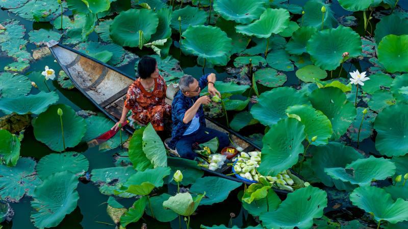 Vào hồ ngự uyển Kinh thành Huế xem thợ thức sớm 'gửi trà' vào búp sen tiến vua- Ảnh 5.