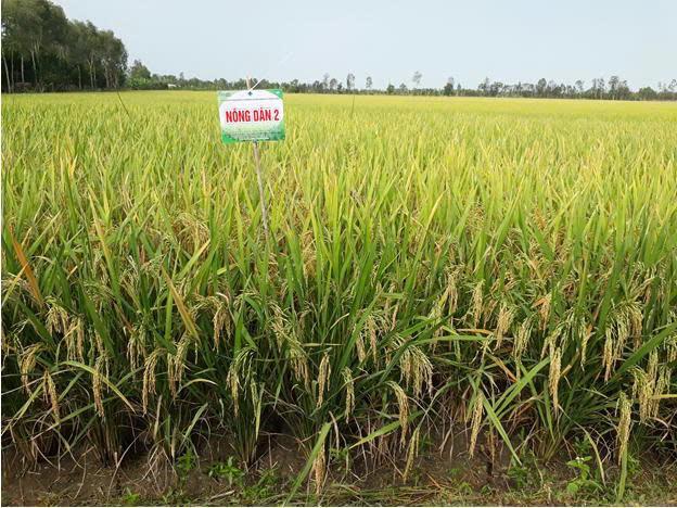 Một giống lúa mới được cấp phép lưu hành tại ĐBSCL- Ảnh 1.