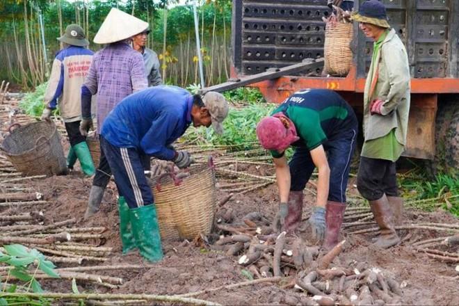 Muôn kiểu sản phẩm từ sắn - Ảnh 2.