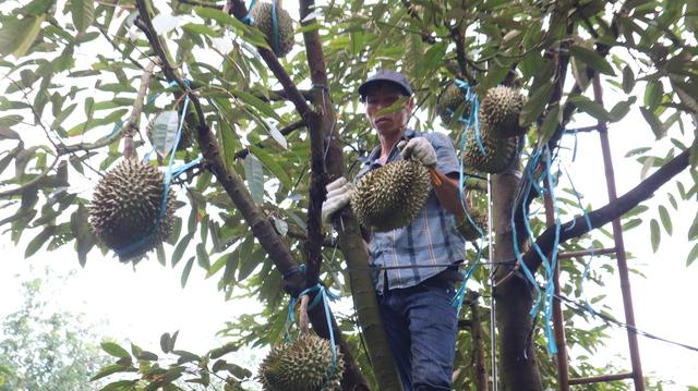 Thợ 'gõ' sầu riêng - Ảnh 9.
