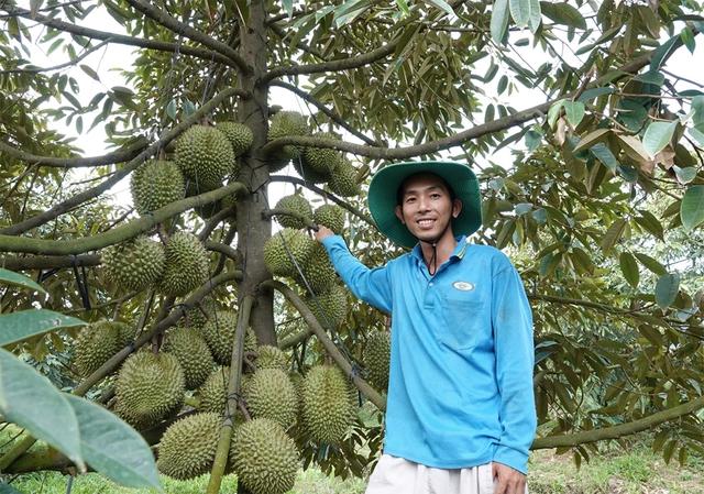 Sầu riêng Việt mở thêm những cánh cửa mới- Ảnh 1.