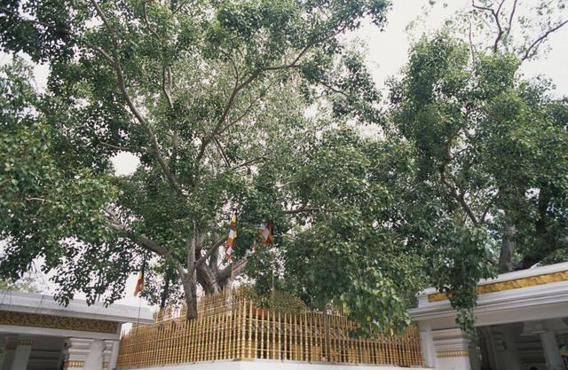 Đến Sri Lanka chiêm bái xá lợi răng Phật, ngắm cây bồ đề hơn 2.300 năm tuổi - Ảnh 1.