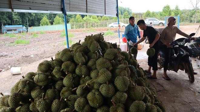 Thợ 'gõ' sầu riêng - Ảnh 18.