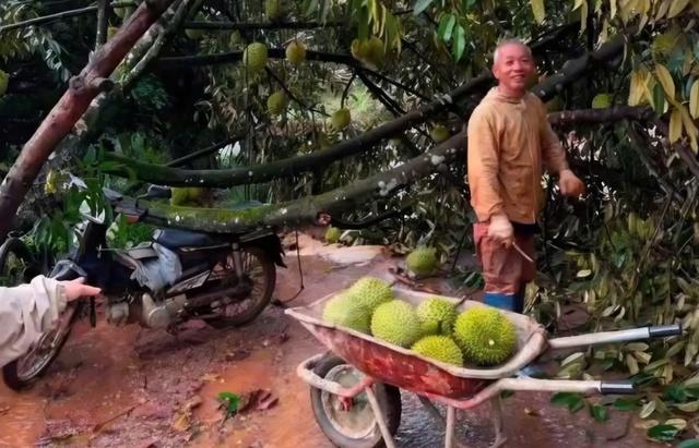 Thủ phủ sầu riêng Lâm Đồng bị lốc xoáy tàn phá nặng nề - Ảnh 6.